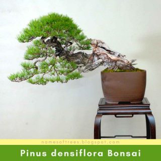 Pinus densiflora Bonsai