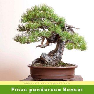 Pinus ponderosa Bonsai