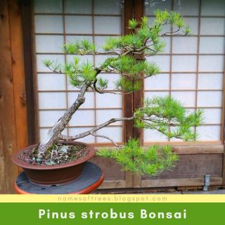 Pinus strobus Bonsai