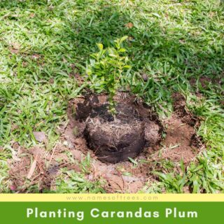 Planting Carandas Plum