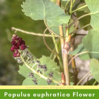 Populus euphratica Flower