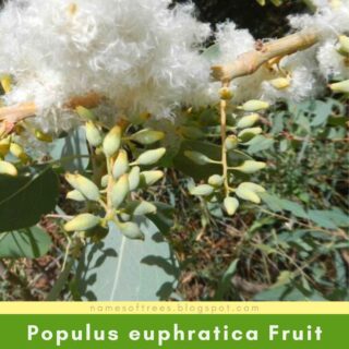 Populus euphratica Fruit