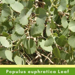 Populus euphratica Leaf