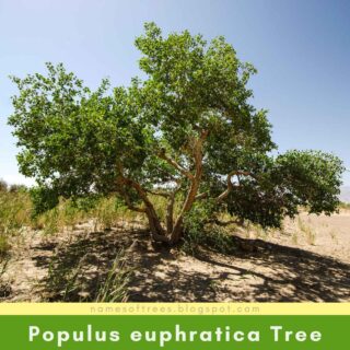 Populus euphratica Tree
