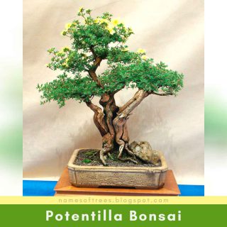 Potentilla Bonsai