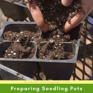 Preparing Seedling Pots