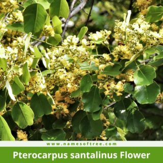 Pterocarpus santalinus Flower