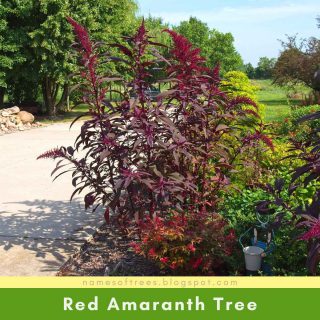 Red Amaranth Tree
