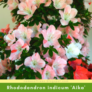 Rhododendron indicum 'Aika'