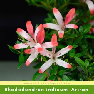 Rhododendron indicum 'Ariran'