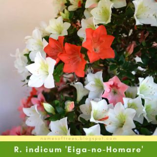 Rhododendron indicum 'Eiga-no-Homare'