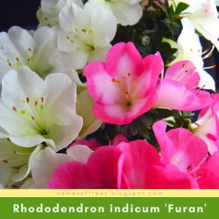 Rhododendron indicum 'Furan'