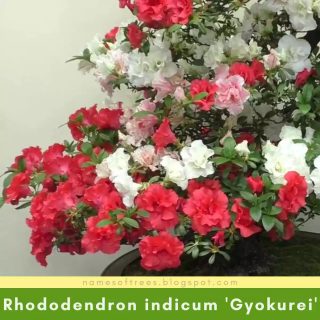 Rhododendron indicum 'Gyokurei'