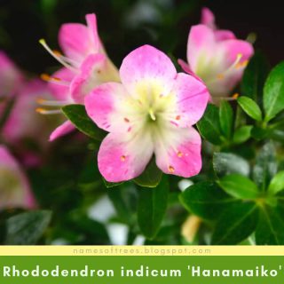 Rhododendron indicum 'Hanamaiko'