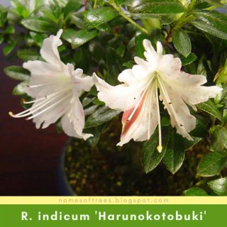 Rhododendron indicum 'Harunokotobuki'