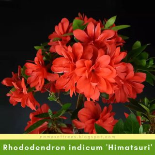 Rhododendron indicum 'Himatsuri'