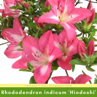 Rhododendron indicum 'Hiodoshi'