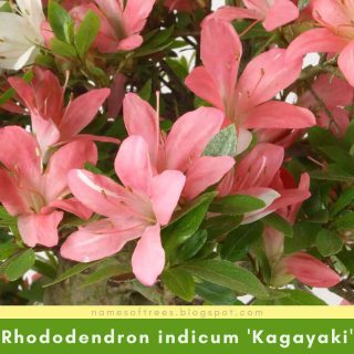 Rhododendron indicum 'Kagayaki'