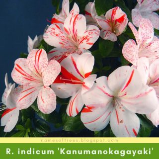 Rhododendron indicum 'Kanumanokagayaki'
