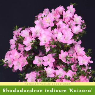 Rhododendron indicum 'Koizora'
