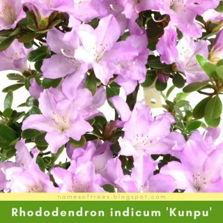 Rhododendron indicum 'Kunpu'