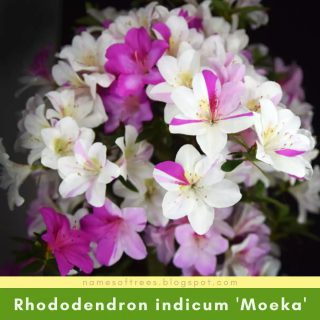 Rhododendron indicum 'Moeka'