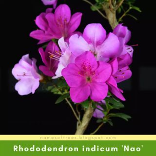 Rhododendron indicum 'Nao'
