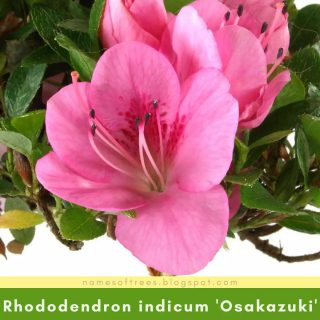 Rhododendron indicum 'Osakazuki'