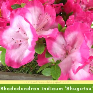 Rhododendron indicum 'Shugetsu'