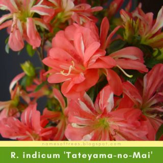 Rhododendron indicum 'Tateyama-no-Mai'