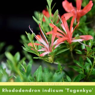 Rhododendron indicum 'Togenkyo'