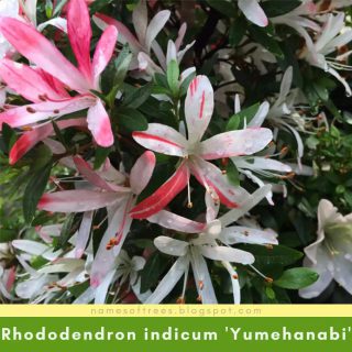 Rhododendron indicum 'Yumehanabi'