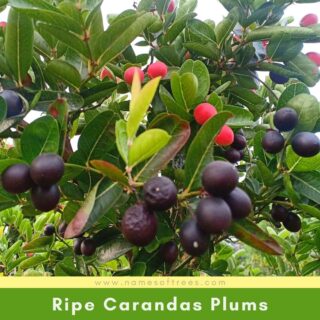 Ripe Carandas Plums