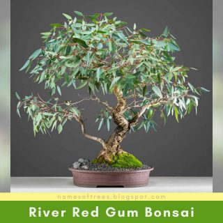 River Red Gum Bonsai