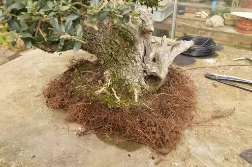Root Trimming