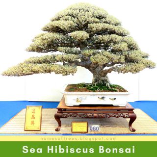 Sea Hibiscus Bonsai