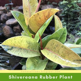 Shivereana Rubber Plant