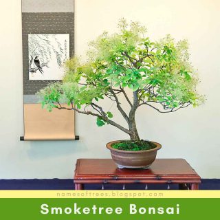 Smoketree Bonsai