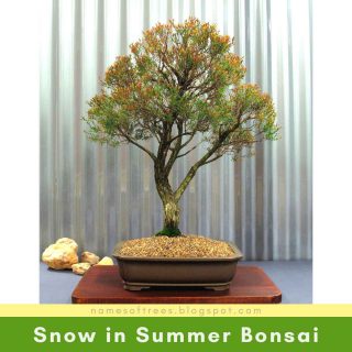 Snow in Summer Bonsai