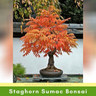 Staghorn Sumac Bonsai