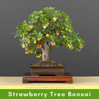 Strawberry Tree Bonsai