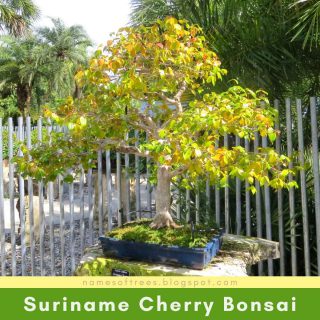 Suriname Cherry Bonsai