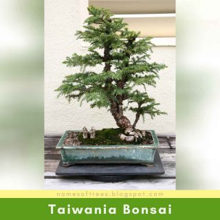 Taiwania Bonsai