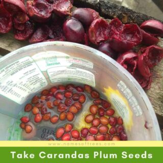Take Carandas Plum Seeds