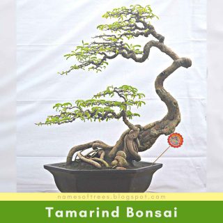 Tamarind Bonsai