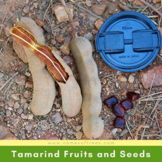 Tamarind Fruits and Seeds