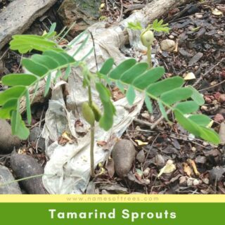Tamarind Sprouts