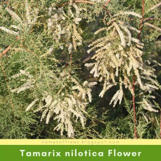 Tamarix nilotica Flower