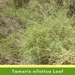 Tamarix nilotica Leaf