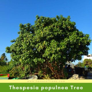 Thespesia populnea Tree